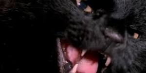 black-cat1-300x150 REVIEW: The Black Cat (1981)